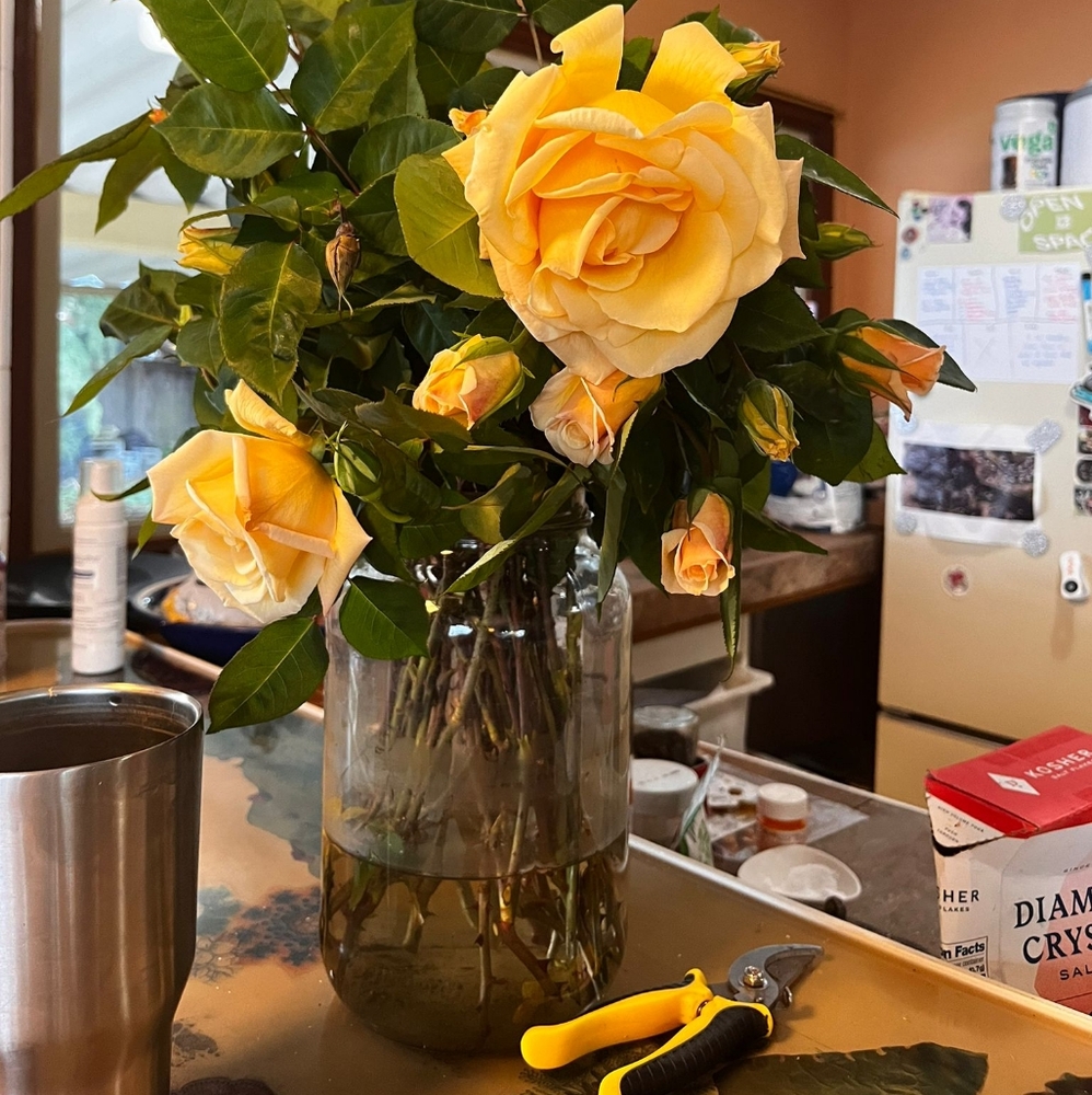 Meet your Posher, Laura